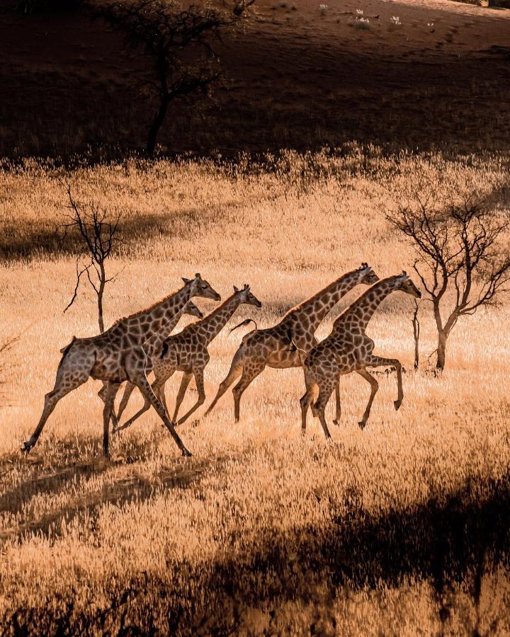 Bagatelle Kalahari Game Ranch Βίλα Hardap Εξωτερικό φωτογραφία
