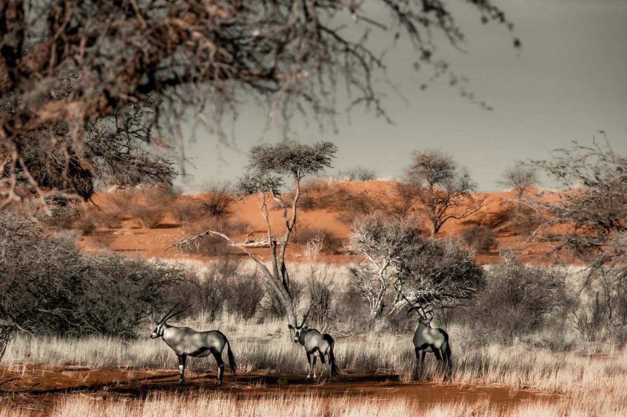 Bagatelle Kalahari Game Ranch Βίλα Hardap Εξωτερικό φωτογραφία
